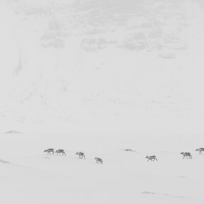 8. Platz: Alfred Erardi - Rentiere