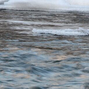 5. Platz: Patrick Fumanelli - Wasseramsel