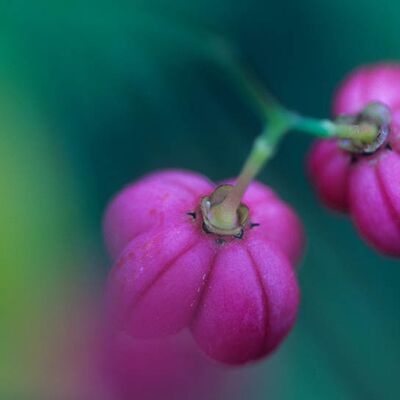 10. Platz: Wassermann Hugo – Pfaffenhütchen