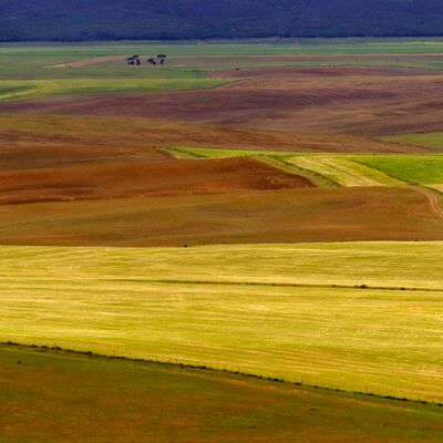 9. Platz: Monika Spornberger Giess - Weizenfelder