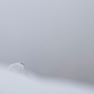 2. Platz: Manuel Plaickner - Schneehühner