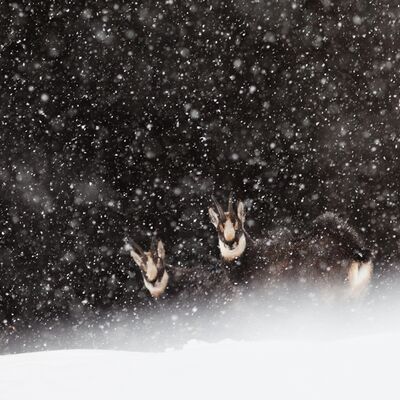 4. Platz: Georg Kantioler - Gämsen im Schnee