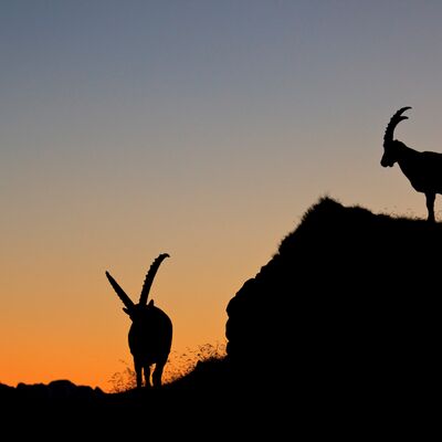 7. Platz: Manuel Plaickner - Steinböcke im Sonnenuntergang