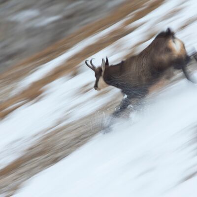 9. Platz: Hugo Wassermann - Gämse