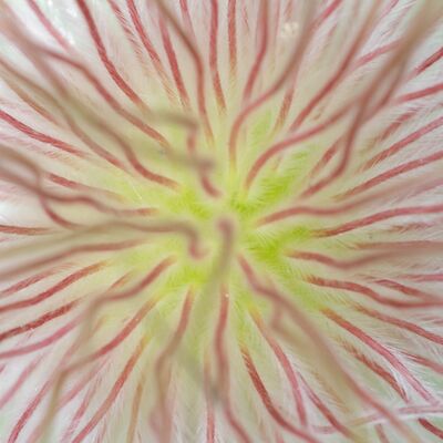 10. Platz: Erich Obkircher – Blume