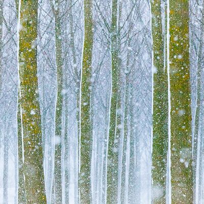 1. Platz: Stefano Baglioni - Pioppi nella tormenta