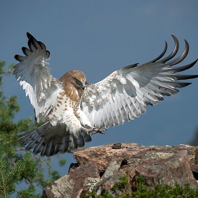 1. Platz: Valter Pallaoro - l'uccello dei serpenti