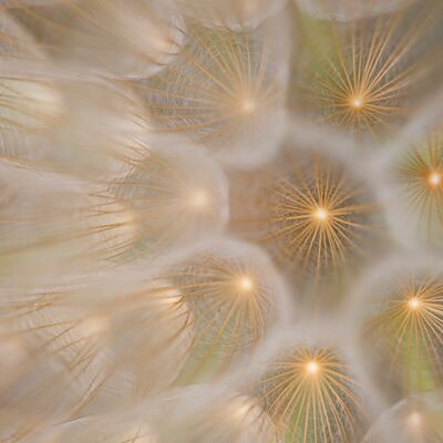 2. Platz: Annamaria Pernstich - Wie leuchtende Sterne