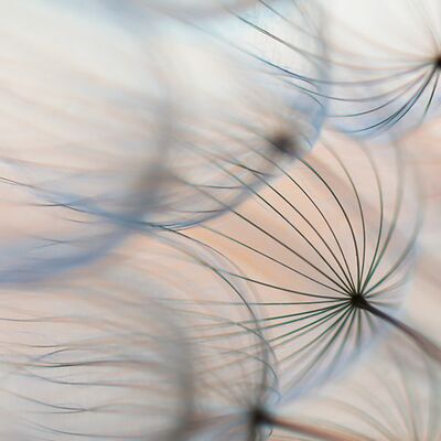 2. Platz: Georg Kantioler - Wiesenbocksbart