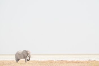 Elefant