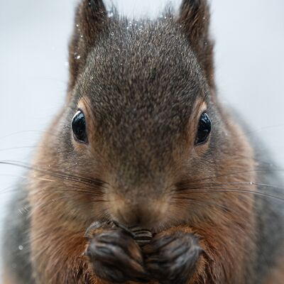 8. Platz: Hannes Paulmichl - Der freundliche Egon