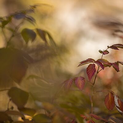 10. Platz: Elmar Kuntner - Farbenspiel