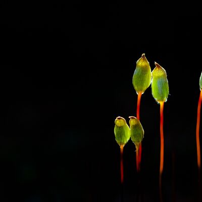2. Platz: Georg Kantioler - Moossporenkapseln