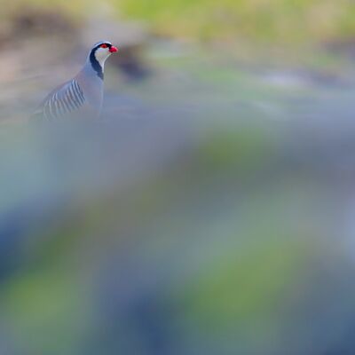 2. Platz: Günther Plaickner - Steinhuhn