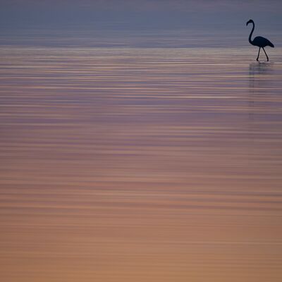 4. Platz: Aaron Windig - Flamingo