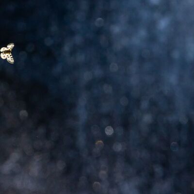 4. Platz: Manuel Plaickner - Apollofalter