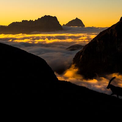 5. Platz: Lukas Schäfer - Der König im goldenen Licht