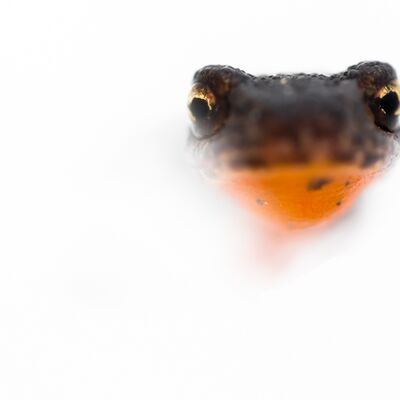 9. Platz: Silvan Lamprecht - Bergmolch