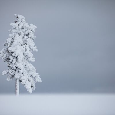 2. Platz: Georg Kantioler - Einsamer Baum