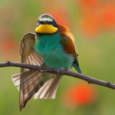 3. Platz: Hugo Wassermann - Bienenfresser