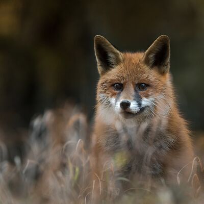 1. Platz: Konrad Bachmann - Beute im Visier