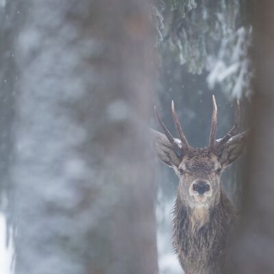 2. Platz: Elmar Kuntner - König der Wälder
