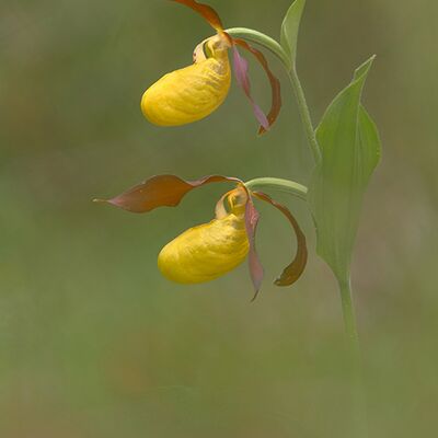 5. Platz: Toni Jaitner - Frauenschuh