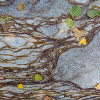 6. Platz: Hugo Wassermann - Herbstblaetter