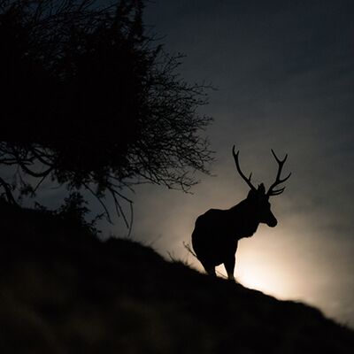6. Platz: Günther Kamelger - Vollmondhirsch