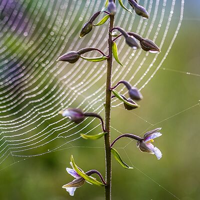 7. Platz: Georg Taschler - Sumpfwurz