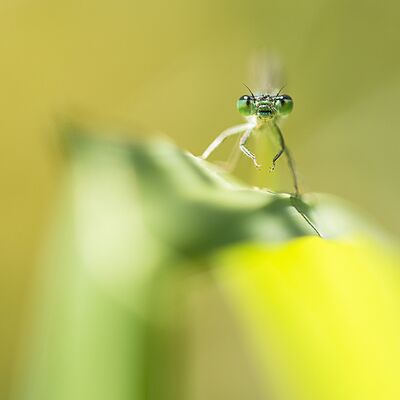 8. Platz: Ulrike Ploner - Libellen
