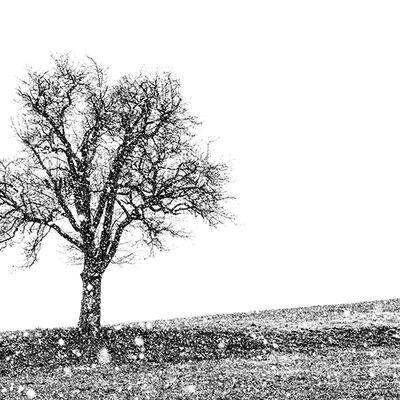 9. Platz: Günther Plaickner - Baum Schneefall