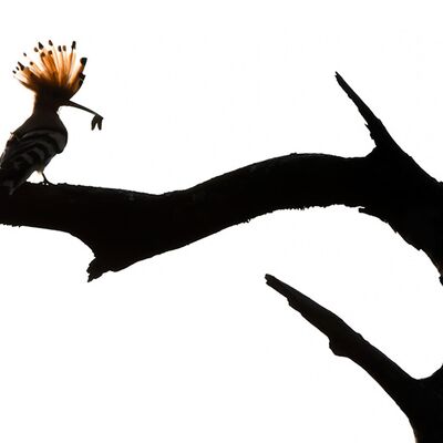 9. Platz: Georg Kantioler - Wiedehopf im Gegenlicht