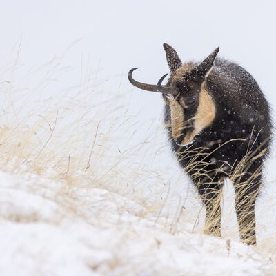 10. Platz: Josef Hackhofer - Gams