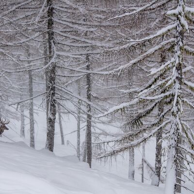 2. Platz: Maurizio Barchi - nevicata
