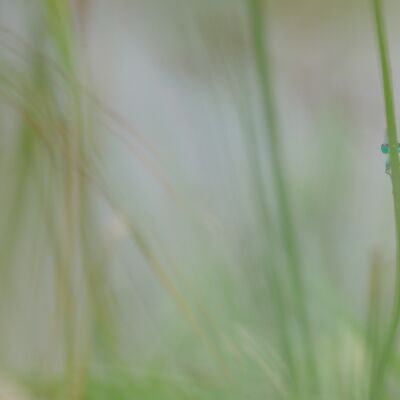 4. Platz: Roland Platzgummer - Libelle