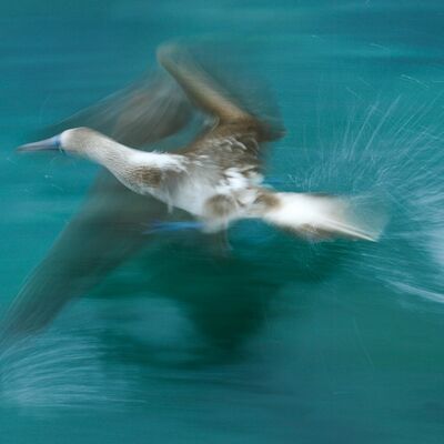 7. Platz: Johannes Wassermann - Blaufußtölpel (Galapagos)