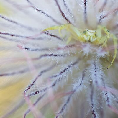 2. Platz: Kantioler Georg - Veränderliche Krabbenspinne