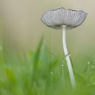 1. Platz: Alfred Erardi - Pilz