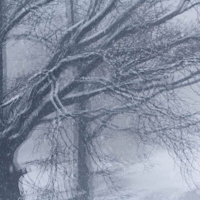 8. Platz: Pallaoro Valter - Alberi