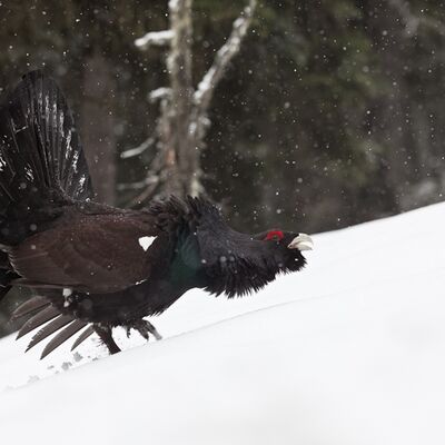 3. Platz: Georg Kantioler - Balzendes Auerhuhn