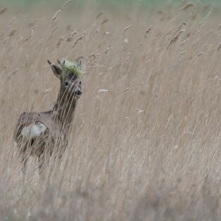 3. Platz: Valter Pallaoro - Perche mi guardi