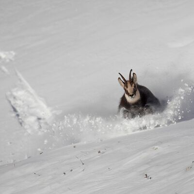 5. Platz: Sepp Hackhofer - Gams