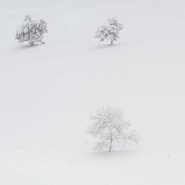 6. Platz: Gerhard Taschler - Bäume im Schneee