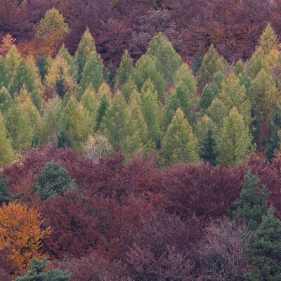 9. Platz: Sepp Hackhofer - Lärchen