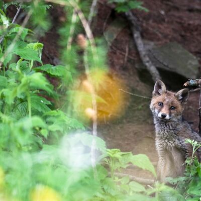 10. Platz: Pietro Ploner - Jungfuchs