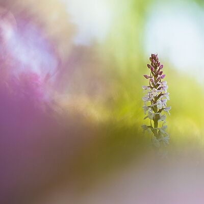 1. Platz: Ulrike Ploner - Wohlriechende Händelwurz