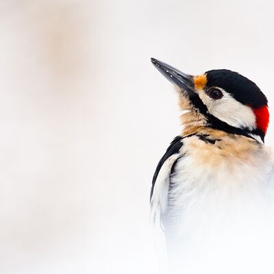 2. Platz: Günther Plaickner - Buntspecht