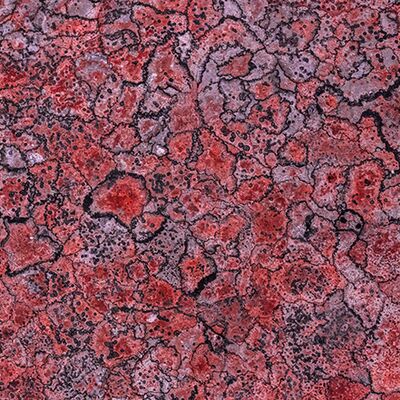 3. Platz: Matthias  Gritsch - Rote Flechten