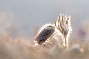 Schwarze Küchenschelle